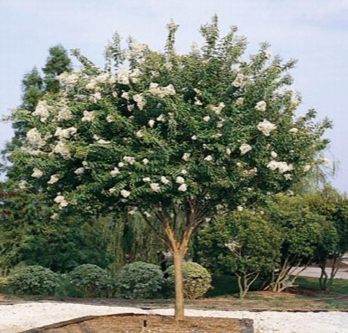 15g Natchez Crape Myrtle